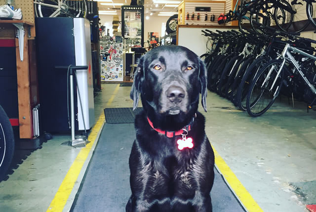 Haley - Shop Dog