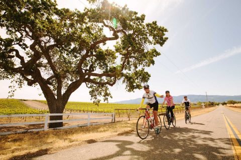 cyclists riding together