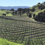 Bike & Vineyard Estate Tour